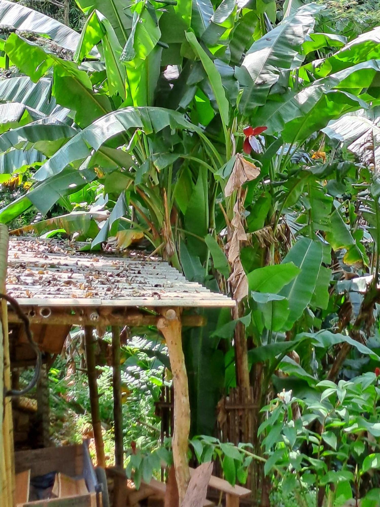 Muong Bi Homestay Hòa Bình Екстериор снимка